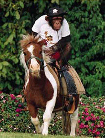 Monkey_riding_a_horse.jpg