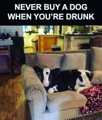 cow drunk