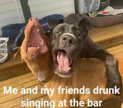 drunk dogs