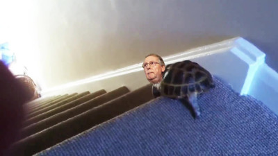 turtle.md.jpeg