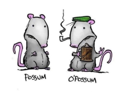 possum.md.jpeg