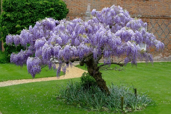 purple_wisteria_tree17_2.jpeg