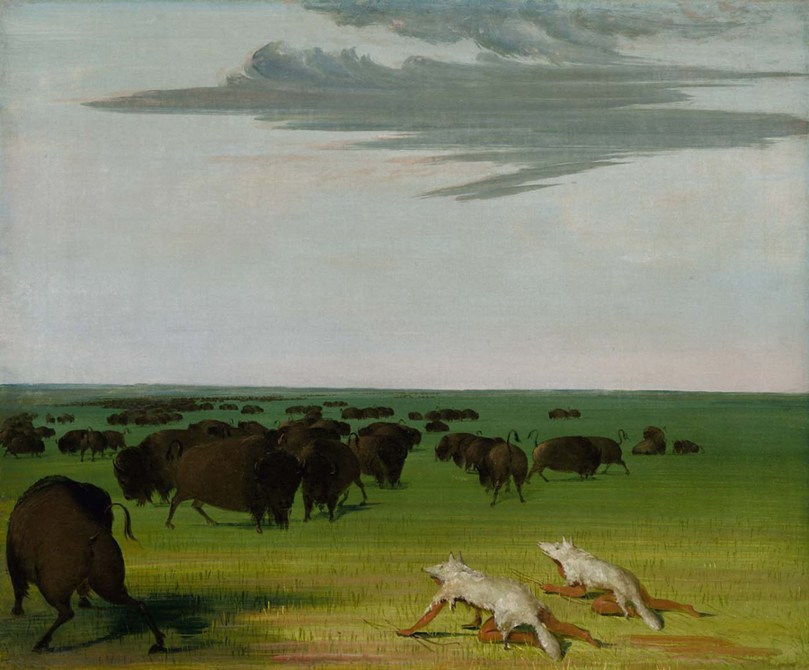 900px-George_Catlin_-_Buffalo_Hunt_under_the_Wolf-skin_Mask_-_1985.png