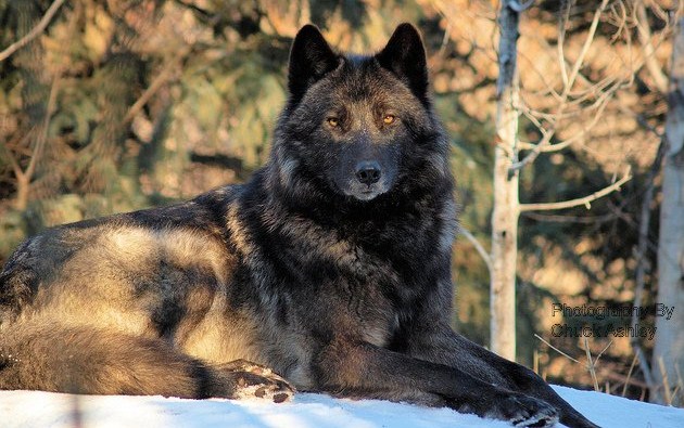 Black-Wolf-Alphaa378157e25c92f0d.jpeg