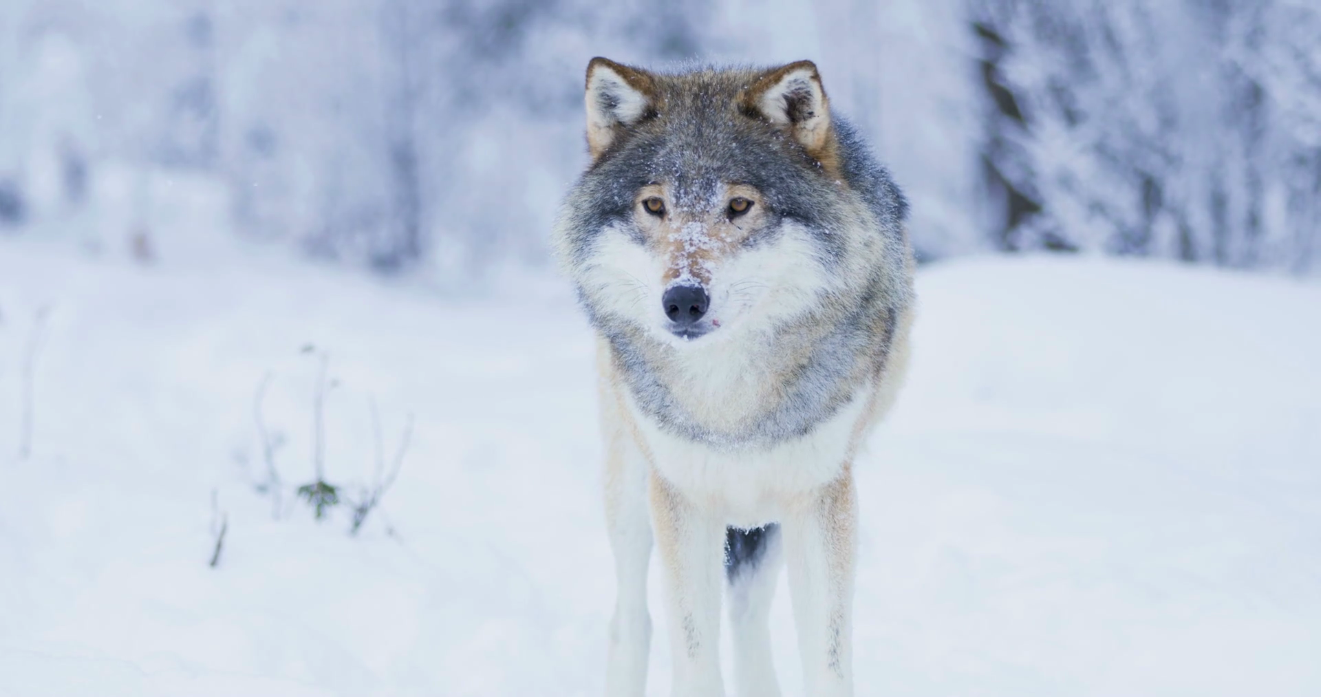 videoblocks-beautiful-wolf-in-cold-winter-landscape_hfeijik_f_thumbnail-full01.png