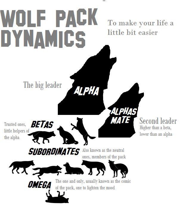 wolf-pack-dynamics.jpeg