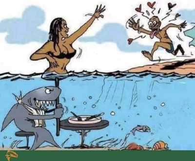 shark.md.jpeg
