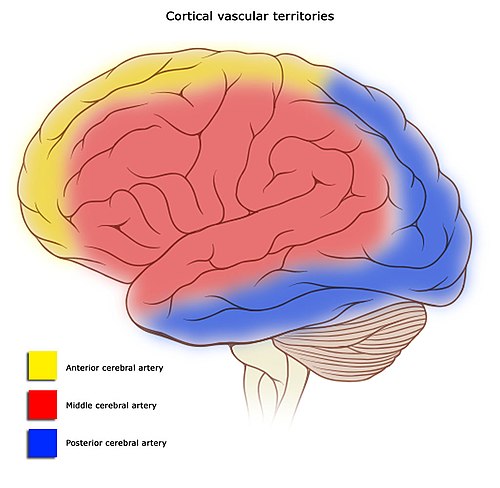 Cerebral_vascular_territories.jpeg