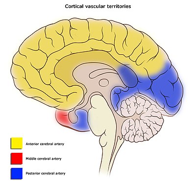 Cerebral_vascular_territories_midline.jpeg